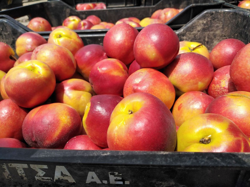 Nectarines Tasty Fruit